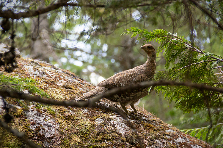 A grouse on a trail in Whistler