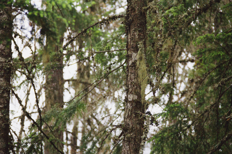 Lichen on a tree in Whistler