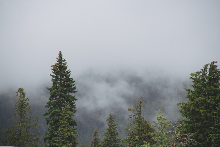 Coastal temperate rainforest in the fog