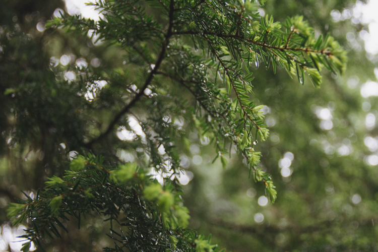 Coastal Temperate Rainforest