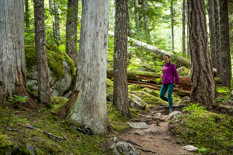 Hiker in the forest in Whistler