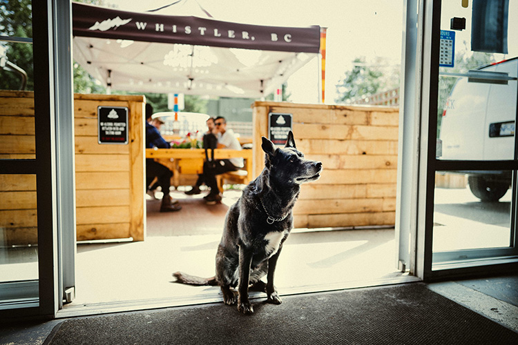 A dog at the entrance to Coast Mountain Brewing