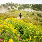 A hiking trail with yellow alpine wildlflowers