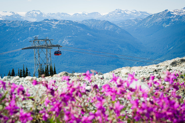 The Peak 2 Peak gondola travelling over wildlfowers