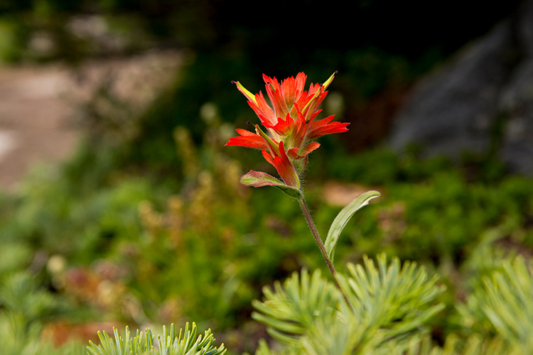 An Indian paintbrush wildflower in bloom