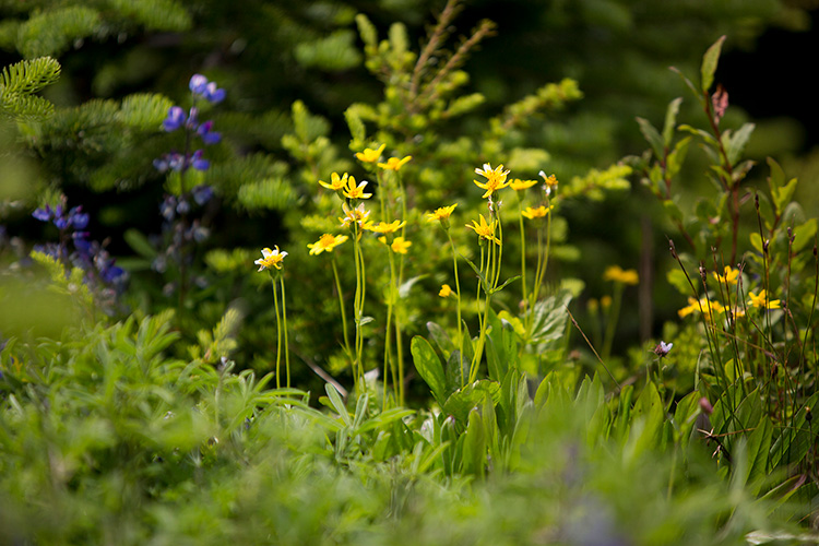 A cluster of yellow mountain buttercup wildflowers