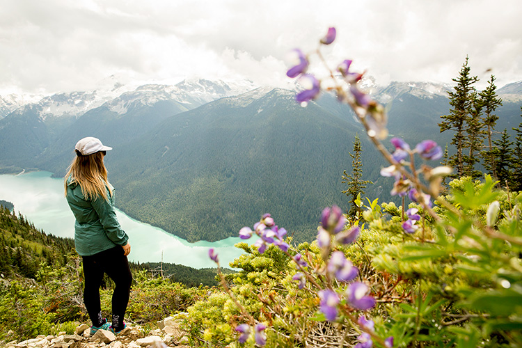 Arctic lupine flowers in front of Cheakamus Lake