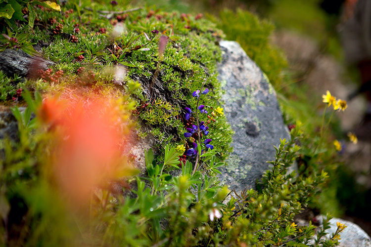 Purple wildflower growing on a rock