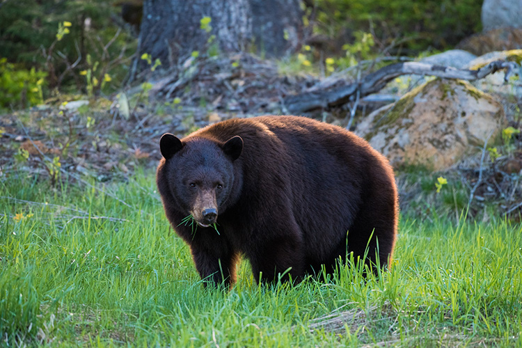 Black bear eating grass in Whistler