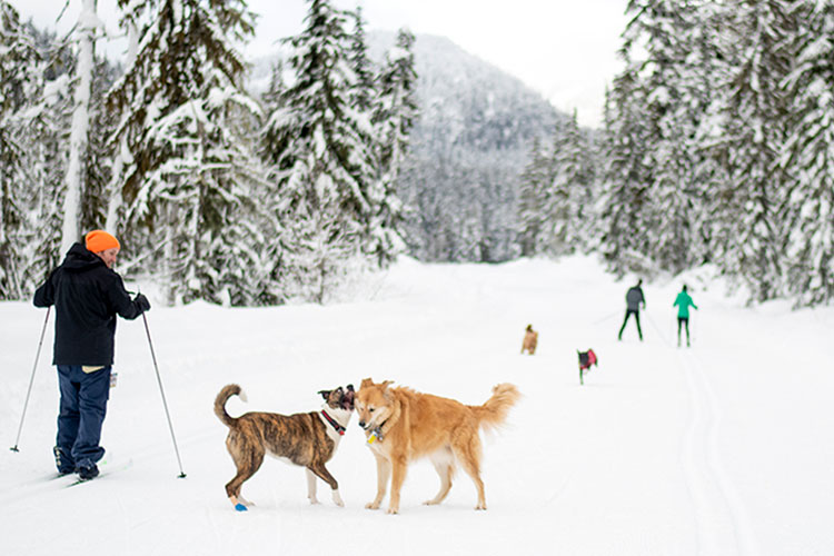 Cross country skiing with your dog at Whistler Olympic Park.