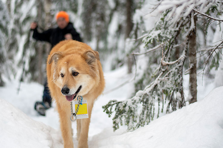 Dogs are allowed on designated trails at Whistler Olympic Park