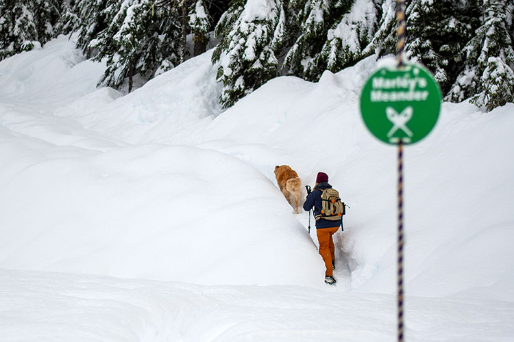 A woman snowshoes at Whistler Olympic Park with her dog.