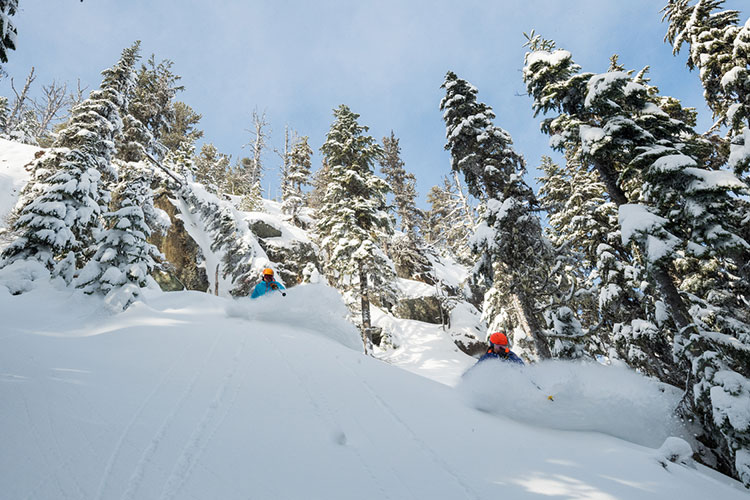 Two skiers enjoy the powder on a tree run on Whistler Blackcomb.