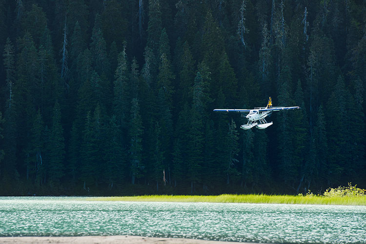 A float plane comes in to land on a lake surrounded by forests.