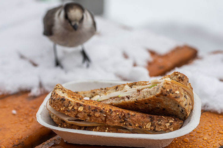 A Whisky Jack tries to steal a grilled cheese sandwich on Whistler Blackcomb.