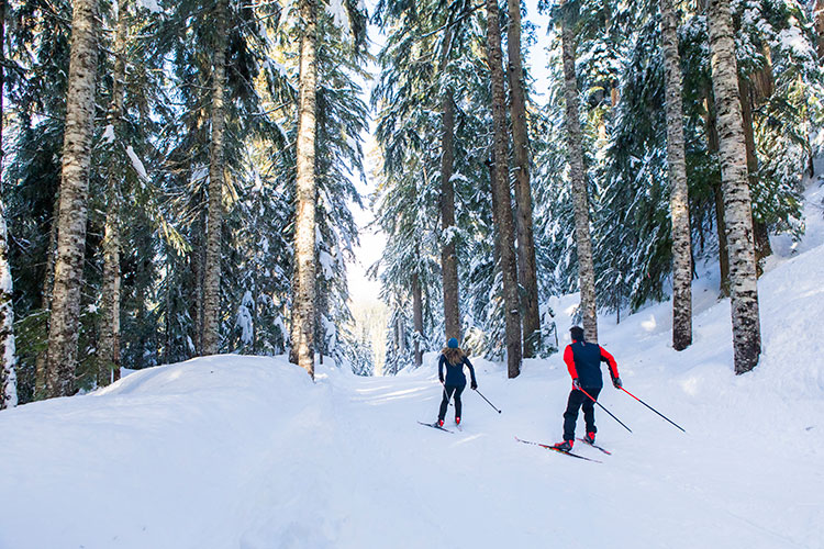 Two cross-country skiers explore the forested trails in Whistler.