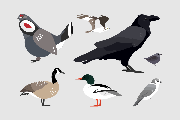 Birds of Whistler.