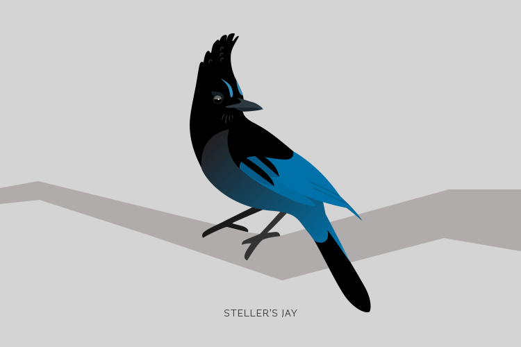 whistler bird