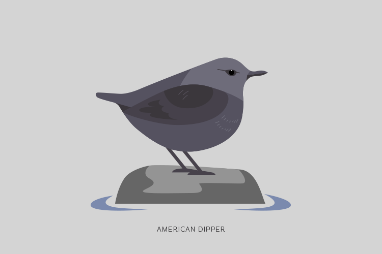 A drawing of an American Dipper.