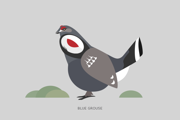 A drawing of a Blue Grouse.