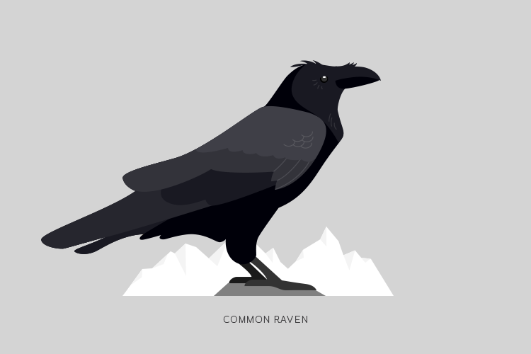 A drawing of a Common Raven.