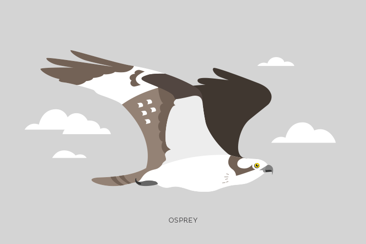 A drawing of an Osprey.