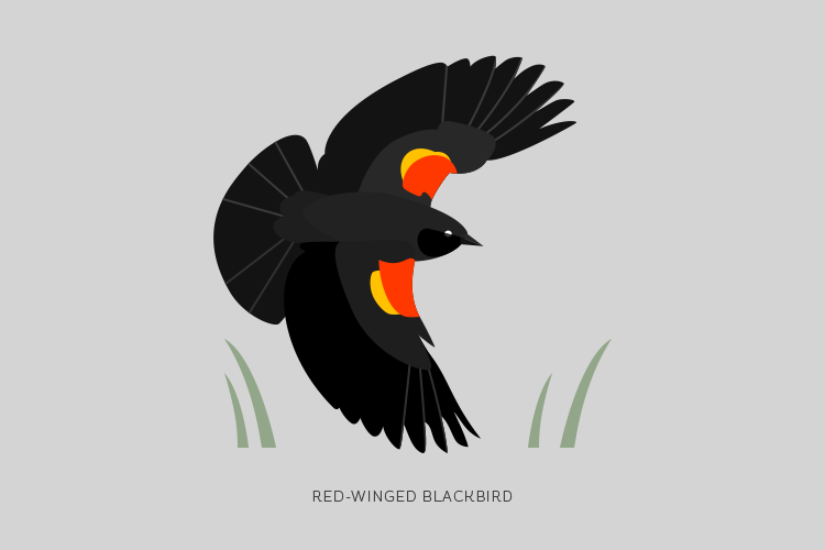 A drawing of a Red-Winged Blackbird