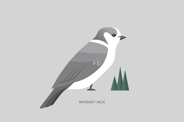 whistler bird