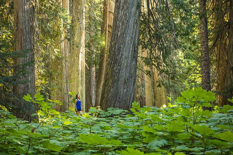 Woman walking between giant cedar trees.