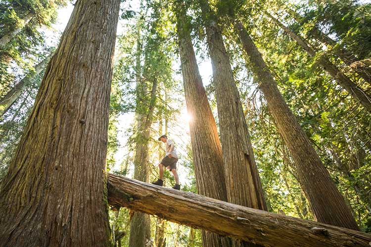 Man walking up a log while forest bathing