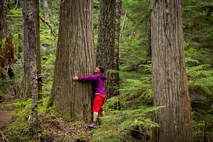 Woman hugging large tree in Whistler BC.