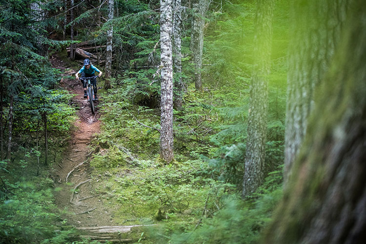 A mountain biker comes down a root laden trail in Whistler's lush forest.