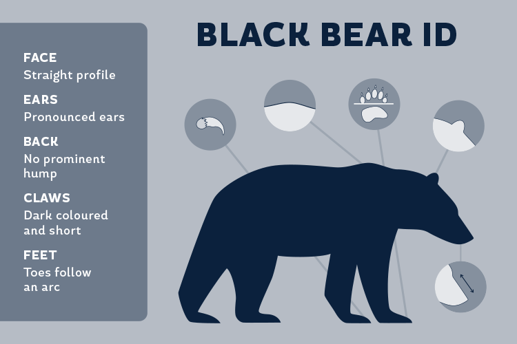 Black bear guide: how to identify, where to find them and what to do if you  encounter one - Discover Wildlife