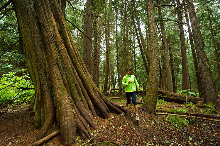 A runner weaves through the trees in Whistler.