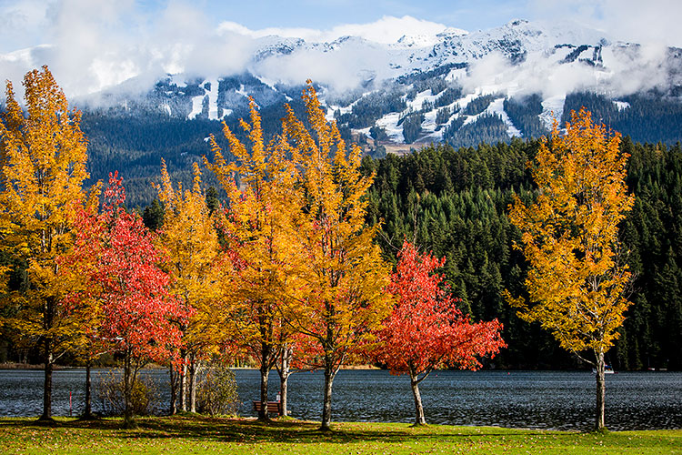 Fall colours seen from Rainbow Park in Whistler.