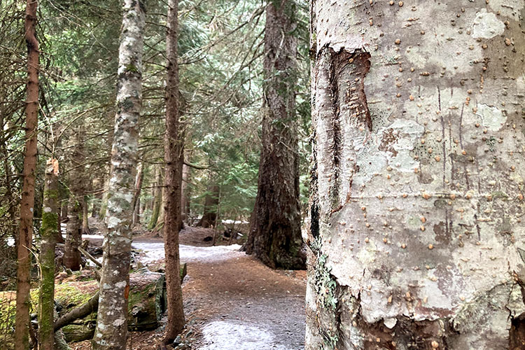 The old growth tress in the Fitzsimmons Accessible Nature Trail, the one in the foreground has bear claw marks on it.