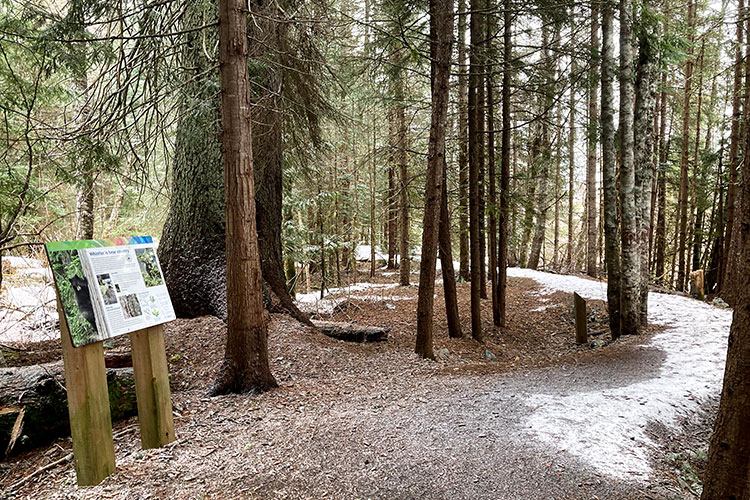 The Fitzsimmons Accessible Nature Trail in Whistler.