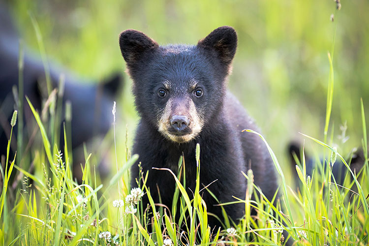 A black bear cub, sitting in a green grass, looks straight at the camera.