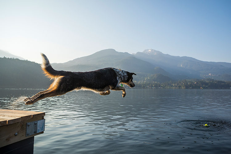 A dog jumps off a dock into a lake in Whistler.