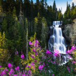 Alexander Falls in the summer with alpine flowers blooming around it.