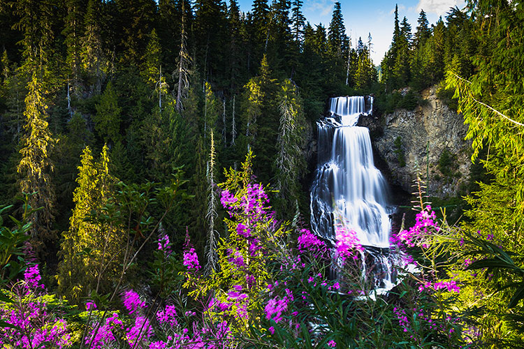 Alexander Falls in the summer with alpine flowers blooming around it.