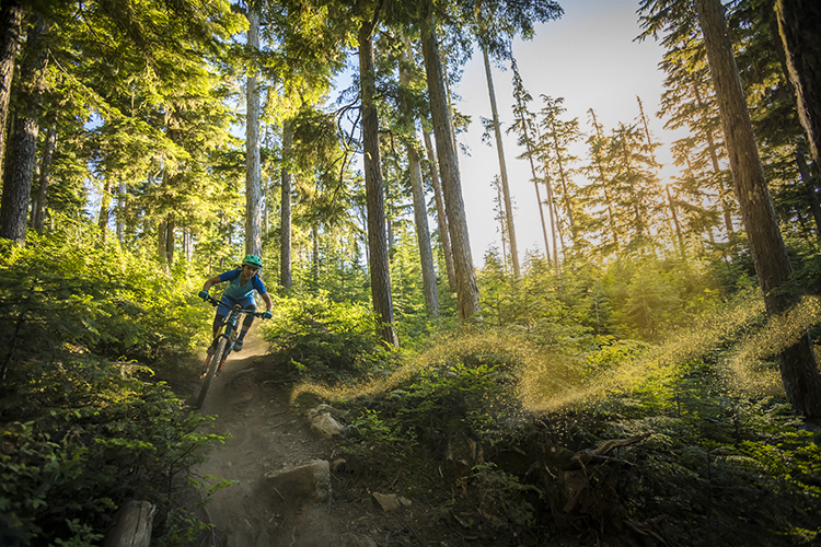 A cross country mountain biker speeds through the Whistler forest.