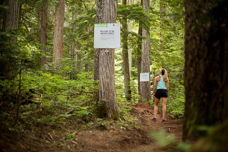 A hiker starts the Ascent Trail on Blackcomb Mountain in Whistler.