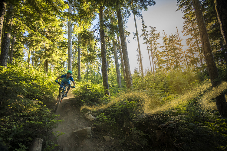 A cross country mountain biker speeds through the Whistler forest.