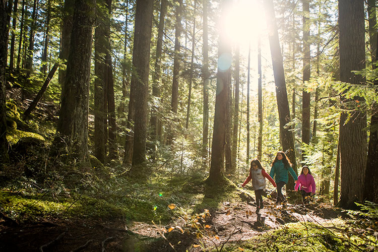 best bear watching tours whistler