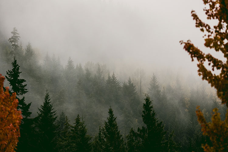 Misty mornings in fall in the forests of Whistler.