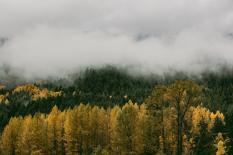 Misty mornings of fall in the forests of Whistler.