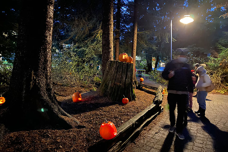 People walk through Florence Petersen Park admiring the lit pumpkins.