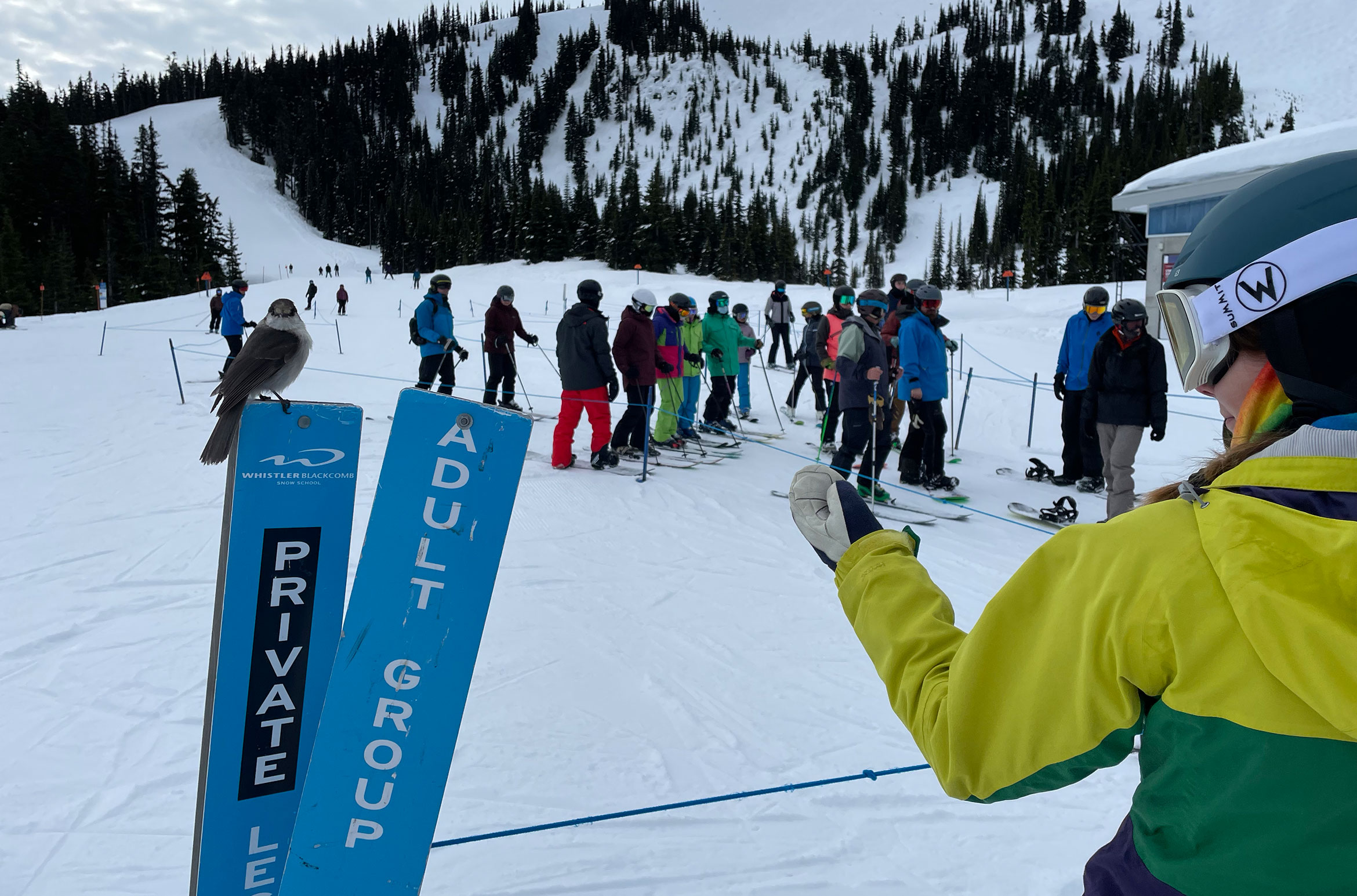 A whiskey jack lands close to a skier waiting in line on Whistler Blackcomb.