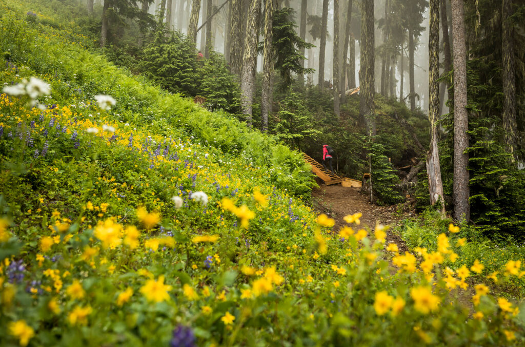 A hiker starts a trail amongst the wild flowers in Whistler.